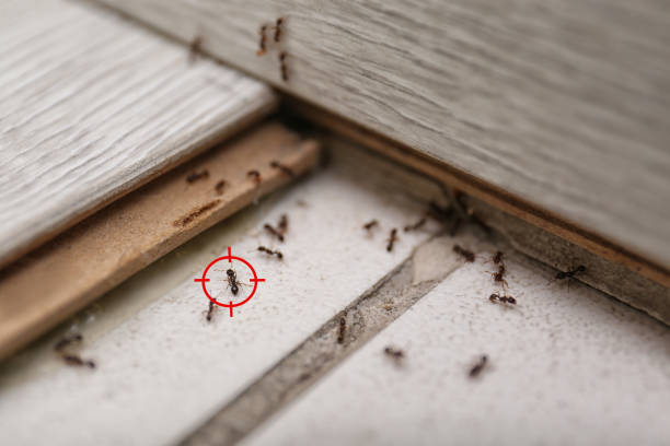 Best Rat Extermination Near Me  in Meggett, SC