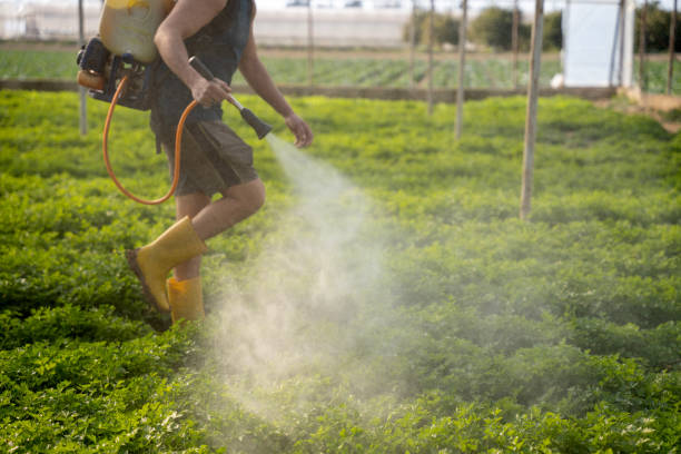 Best Pest Prevention Services  in Meggett, SC