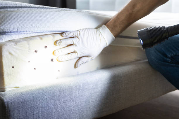 Best Ant Control Services  in Meggett, SC