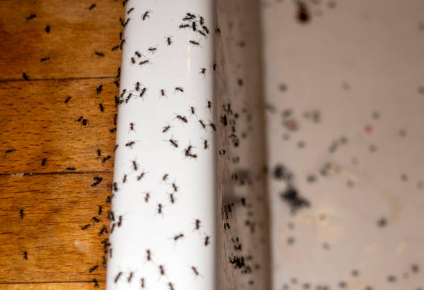 Best Affordable Pest Control Services  in Meggett, SC