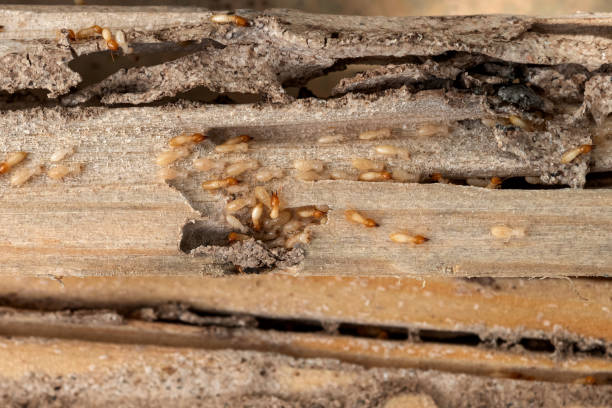 Best Spider Control Near Me  in Meggett, SC