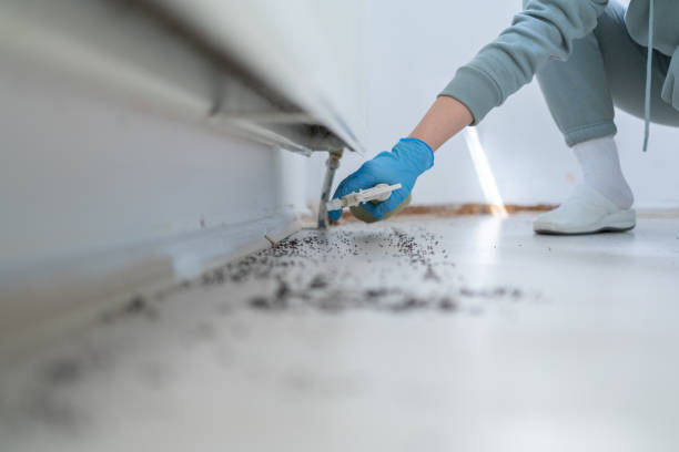 Best Wasp Removal Services  in Meggett, SC